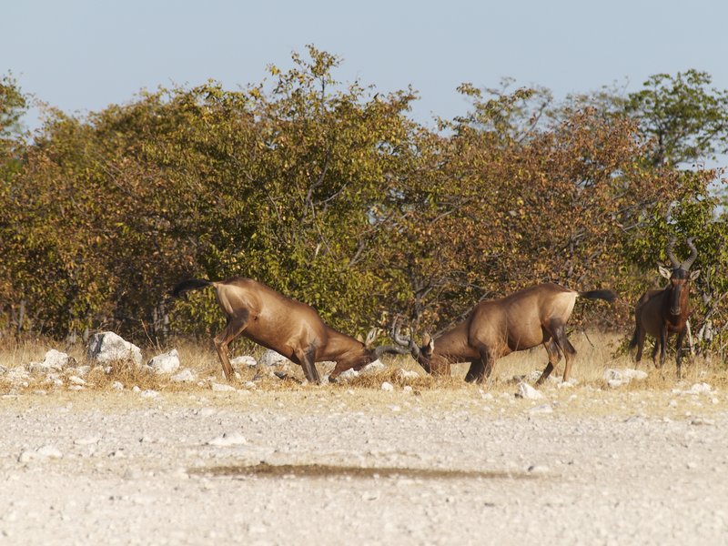 Etosha National Park, Red hartebeest